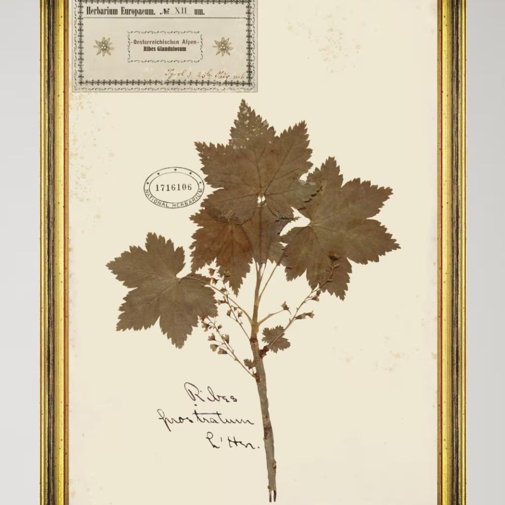 Herbarium Alpinium XII Framed Art