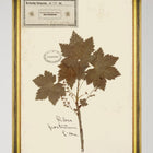 Herbarium Alpinium XII Framed Art
