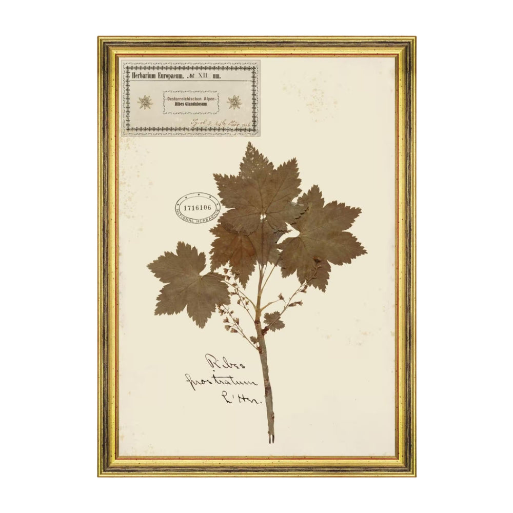 Herbarium Alpinium XII Framed Art