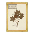 Herbarium Alpinium XII Framed Art