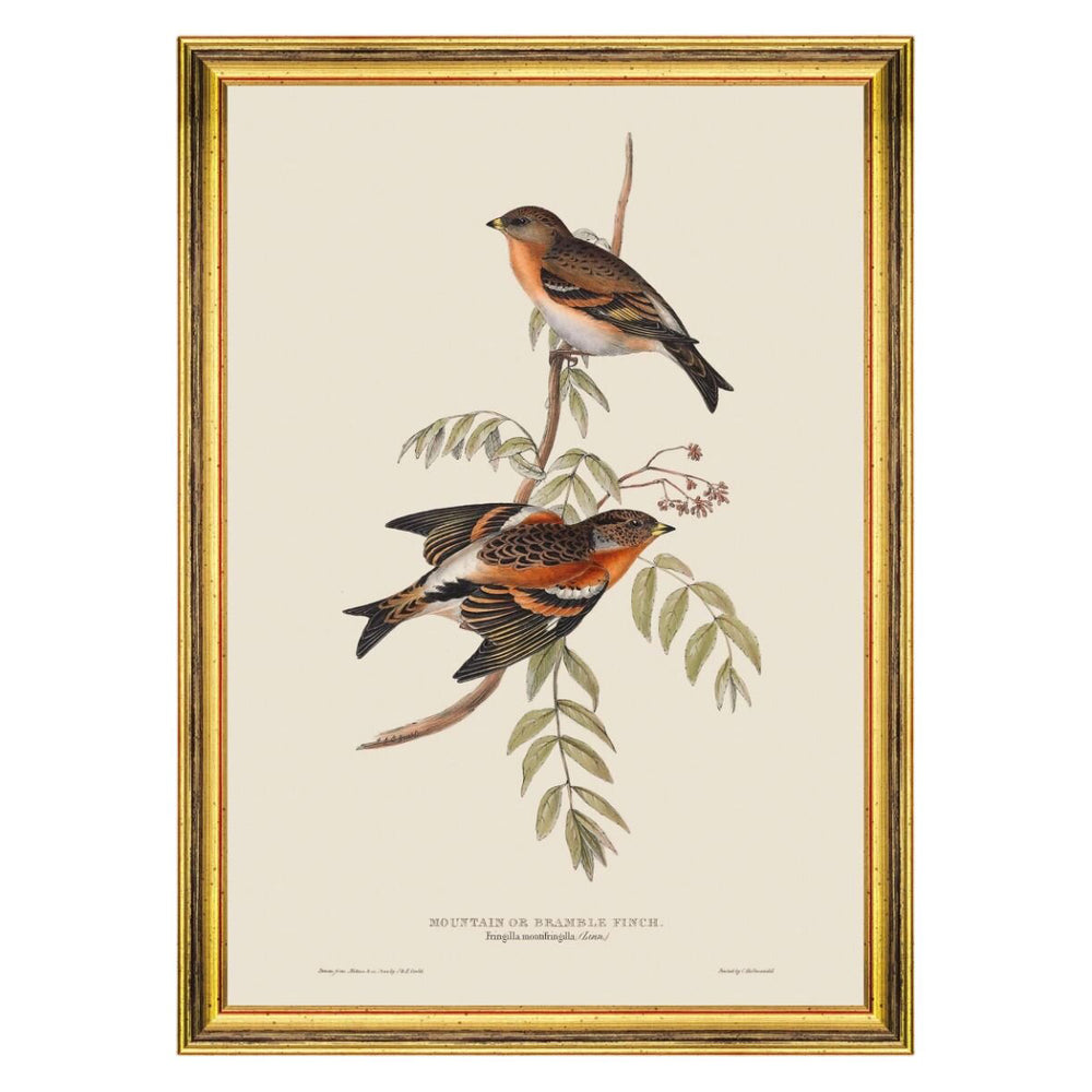 Mountain of Bramble Finch Framed Art