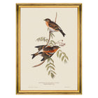 Mountain of Bramble Finch Framed Art