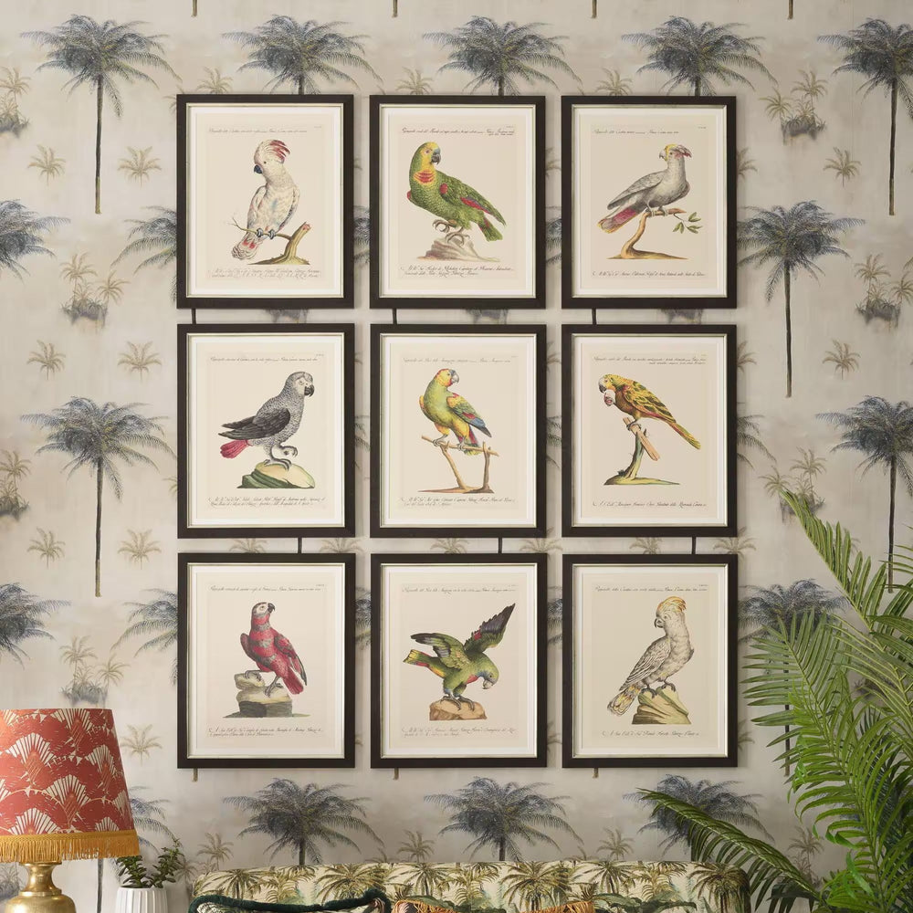Parrots of Brazil IX Framed Art