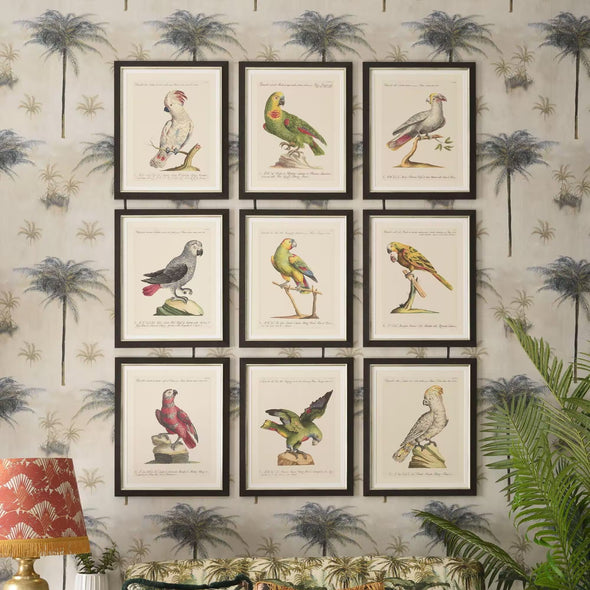 Parrots of Brazil IX Framed Art