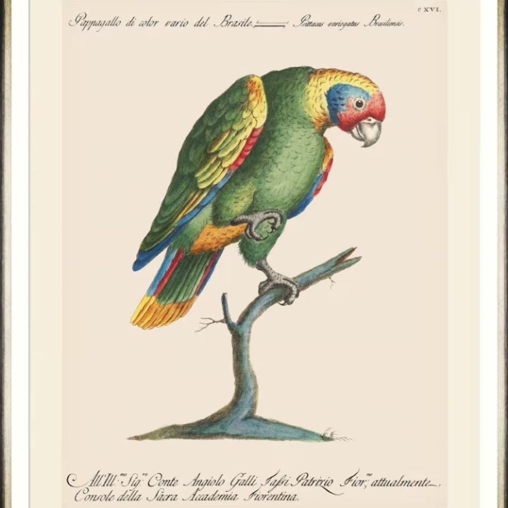 Parrots of Brazil IX Framed Art