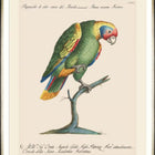 Parrots of Brazil IX Framed Art