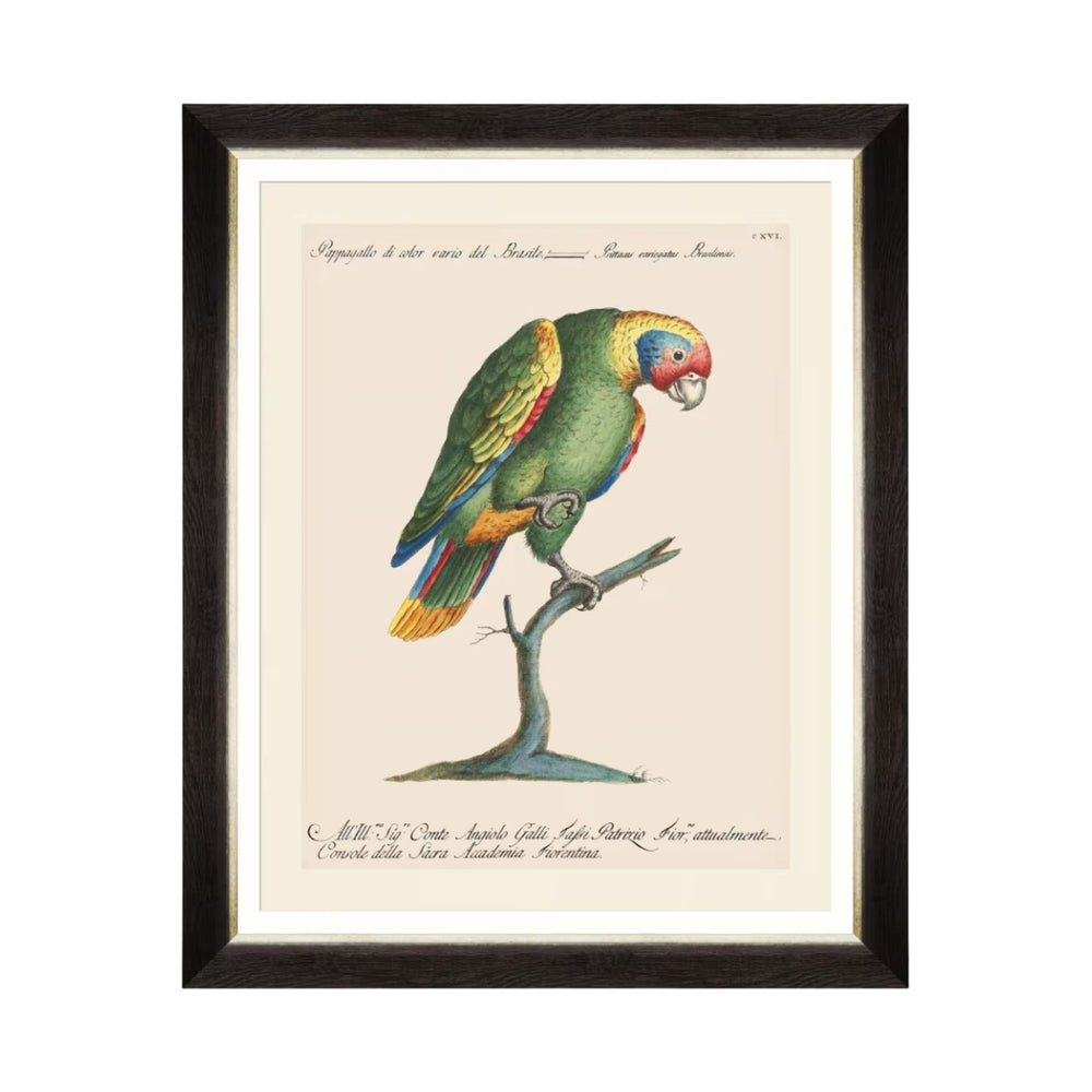Parrots of Brazil IX Framed Art