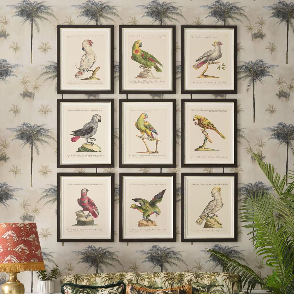 Parrots of Brazil V Framed Art