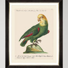 Parrots of Brazil V Framed Art
