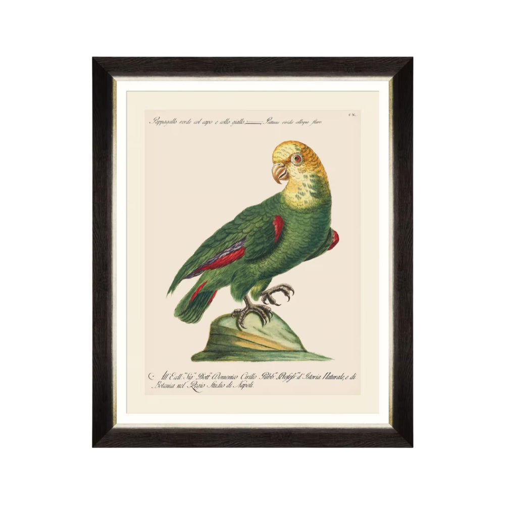 Parrots of Brazil V Framed Art