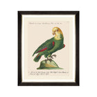 Parrots of Brazil V Framed Art