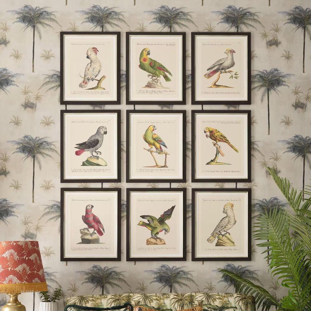 Parrots of Brazil VI Framed Art