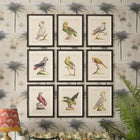 Parrots of Brazil VI Framed Art
