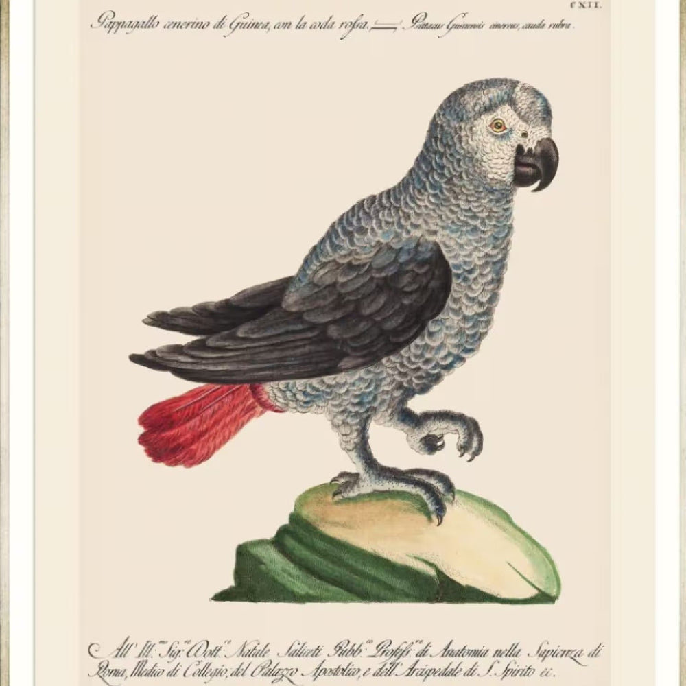Parrots of Brazil VI Framed Art
