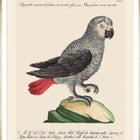Parrots of Brazil VI Framed Art