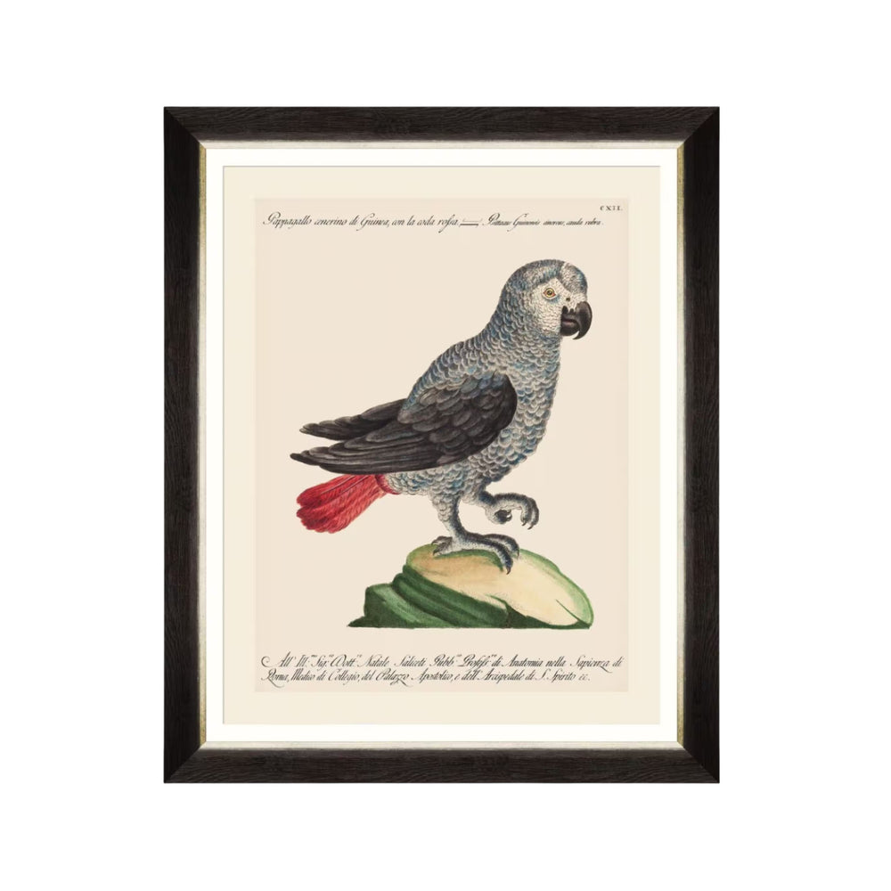 Parrots of Brazil VI Framed Art