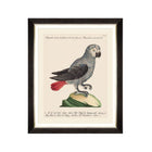 Parrots of Brazil VI Framed Art