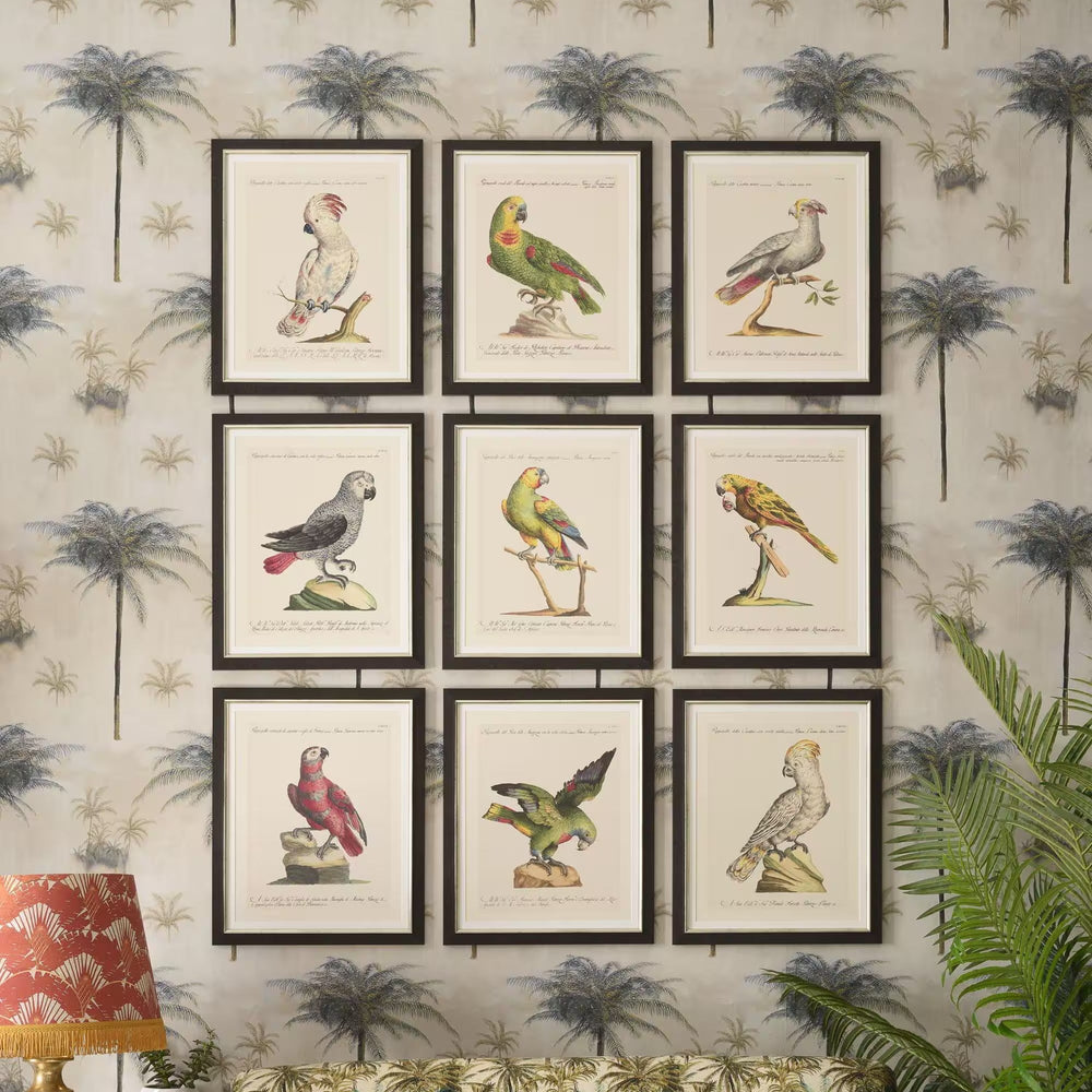 Parrots of Brazil VII Framed Art