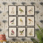 Parrots of Brazil VII Framed Art