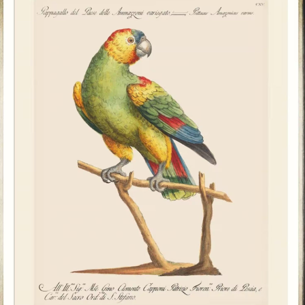 Parrots of Brazil VII Framed Art