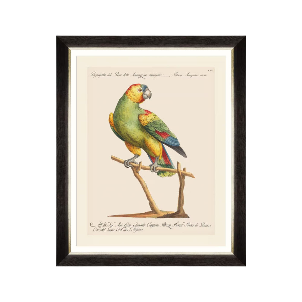 Parrots of Brazil VII Framed Art
