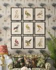 Parrots of Brazil VIII Framed Art