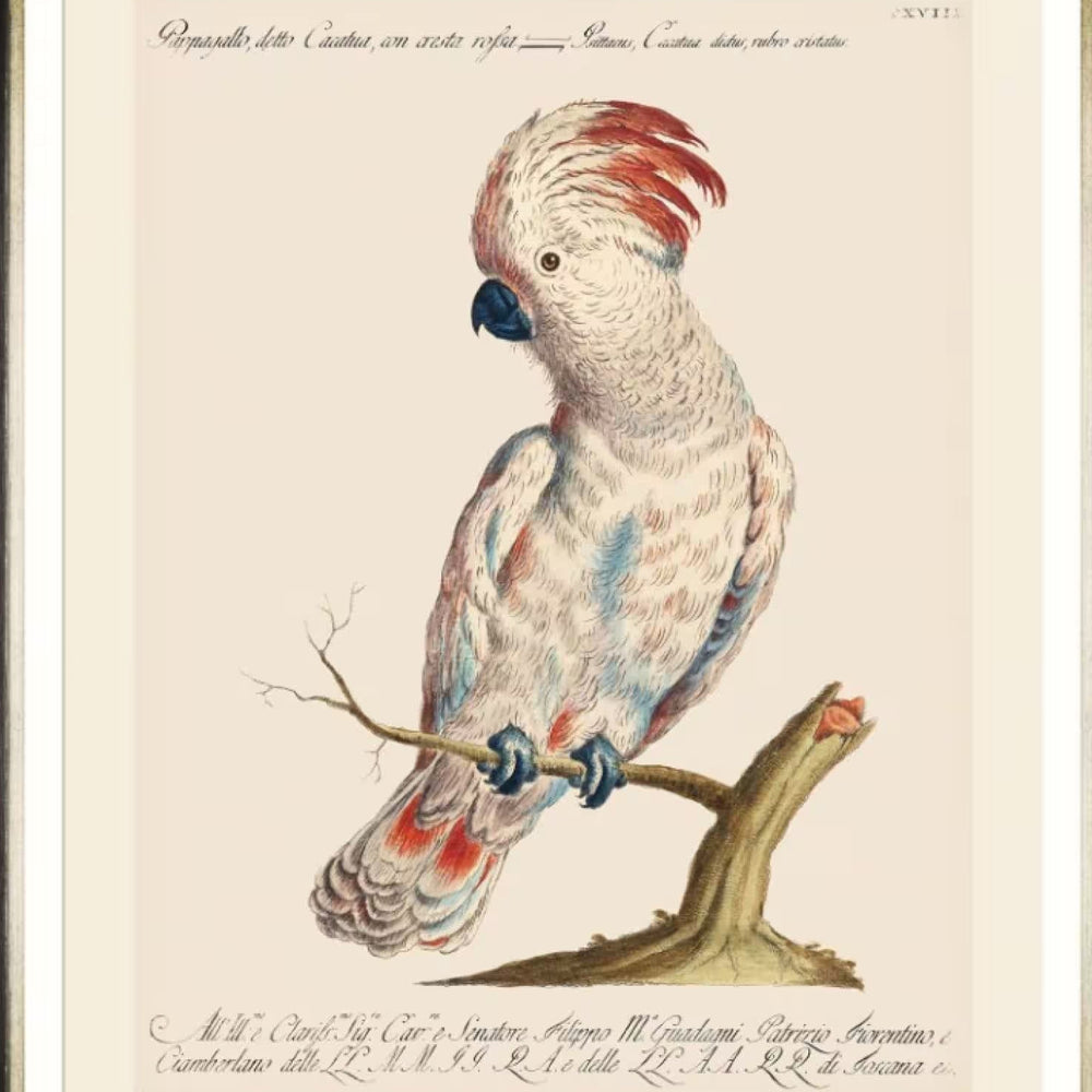 Parrots of Brazil VIII Framed Art