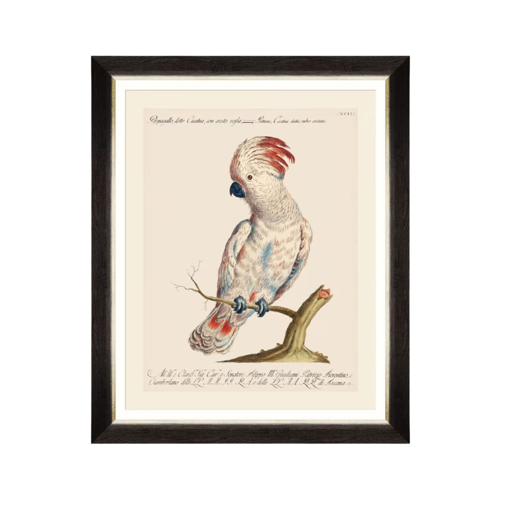 Parrots of Brazil VIII Framed Art