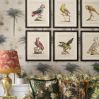 Parrots of Brazil X Framed Art