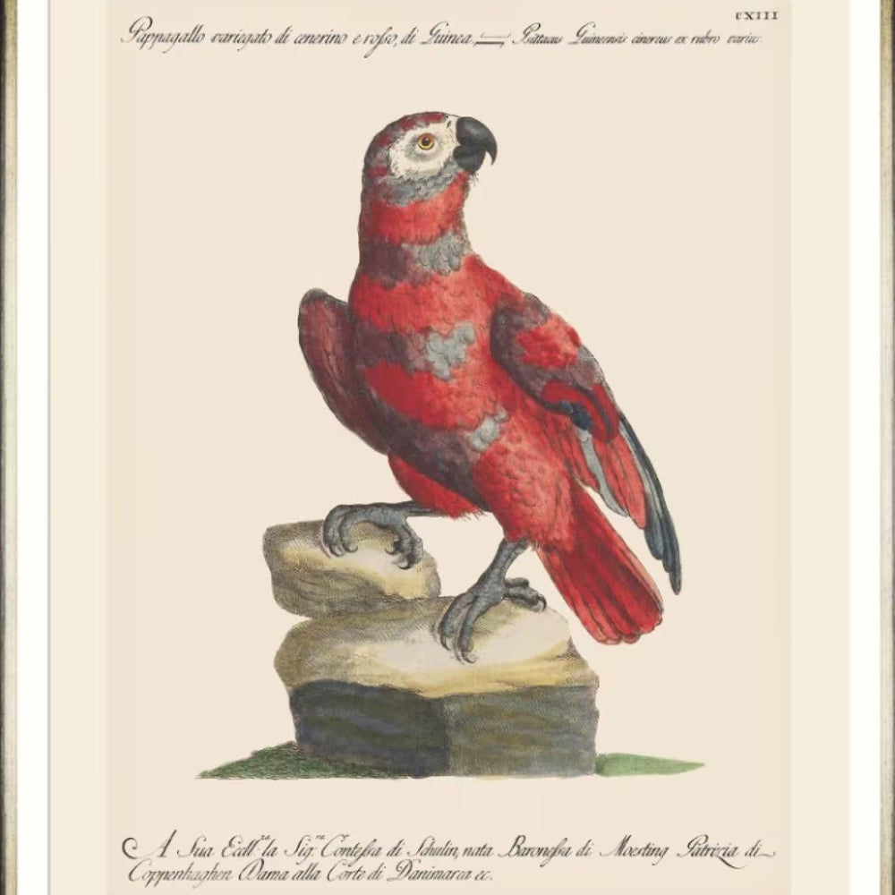 Parrots of Brazil X Framed Art
