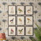Parrots of Brazil X Framed Art