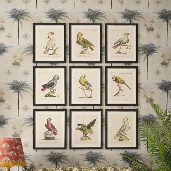 Parrots of Brazil X Framed Art