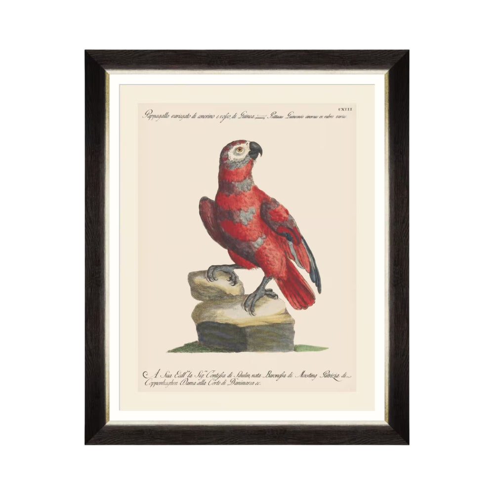 Parrots of Brazil X Framed Art