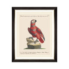 Parrots of Brazil X Framed Art