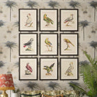 Parrots of Brazil XI Framed Art