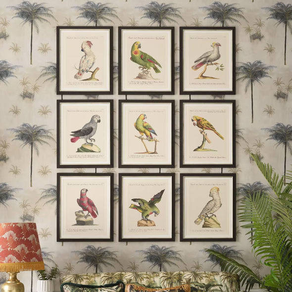 Parrots of Brazil XI Framed Art