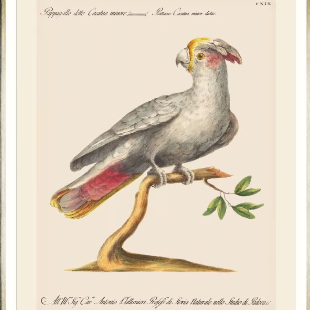 Parrots of Brazil XI Framed Art