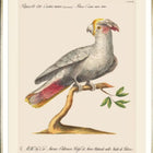 Parrots of Brazil XI Framed Art