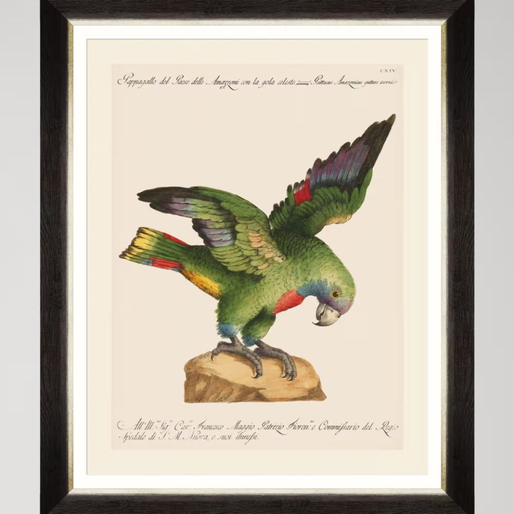 Parrots of Brazil XII Framed Art