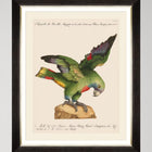 Parrots of Brazil XII Framed Art
