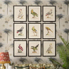 Parrots of Brazil XII Framed Art