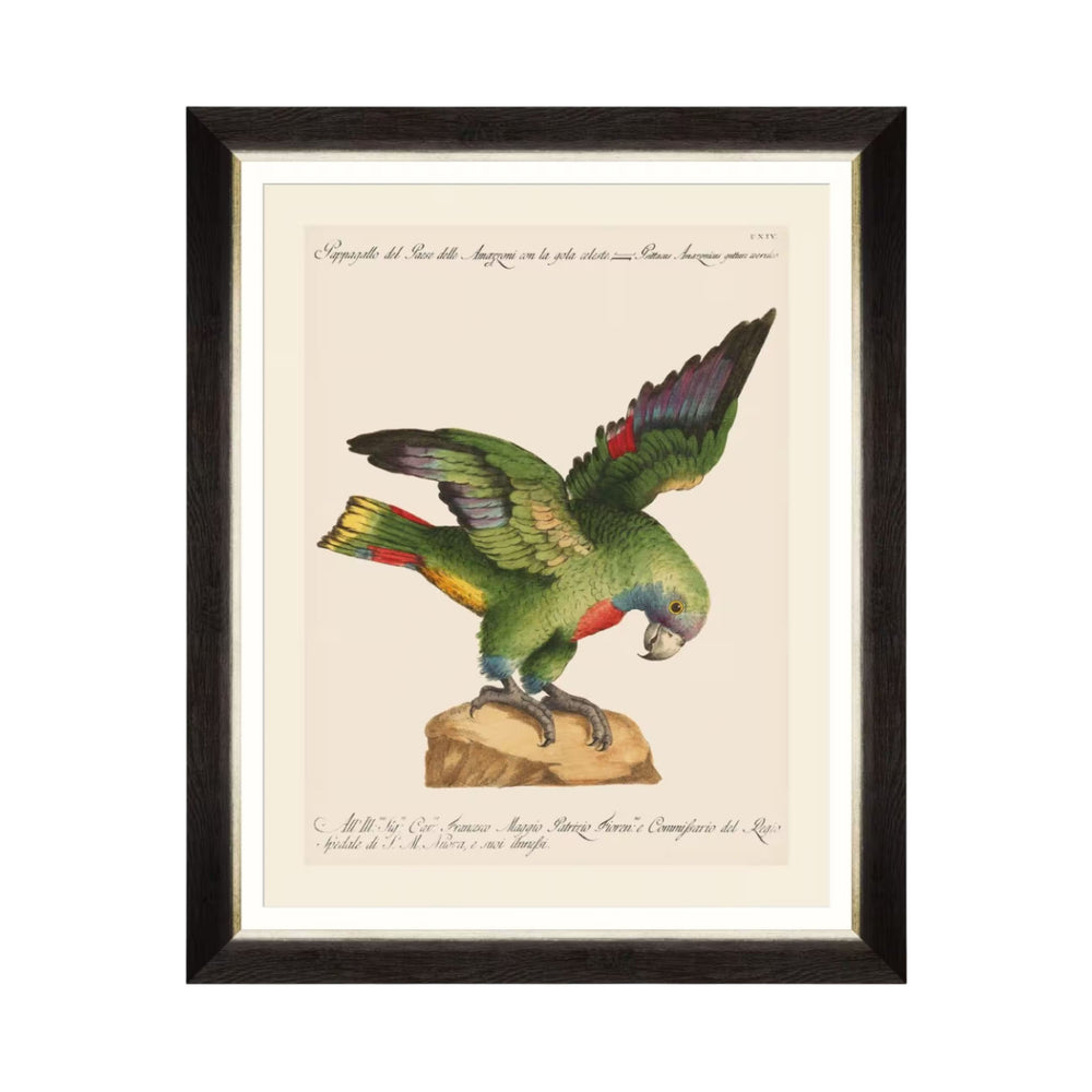 Parrots of Brazil XII Framed Art