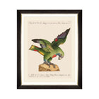 Parrots of Brazil XII Framed Art