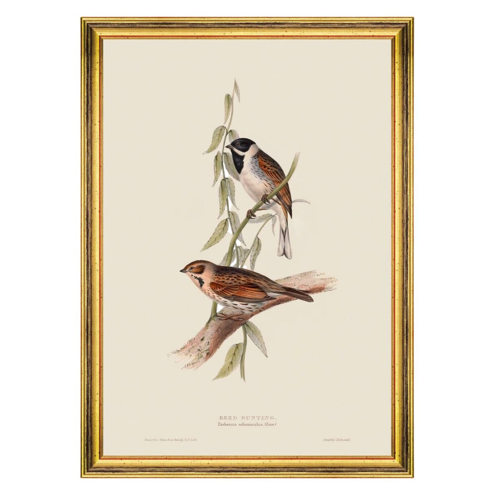 Reed Bunting Framed Art