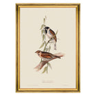 Reed Bunting Framed Art