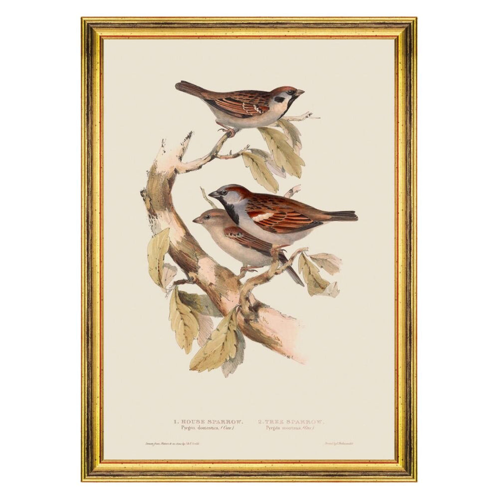 Sparrow Framed Art