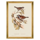 Sparrow Framed Art