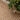 Garden Outdoor Rug
