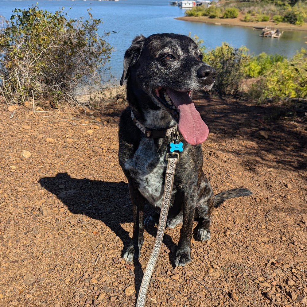 Adventure Collar Set