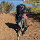Adventure Collar Set